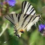 image of animal