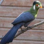 image of bird