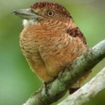 image of bird