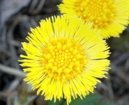 image of flower
