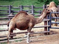 image of arabian_camel