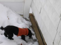 image of toy_poodle