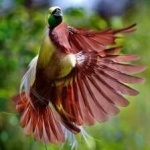 image of bird