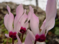 image of flower