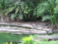 image of african_crocodile