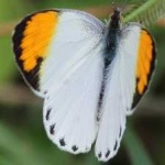 image of orange_butterfly #24