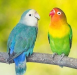 image of lovebird