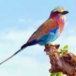 image of bird