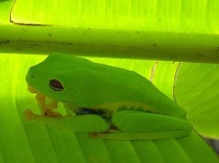 image of tree_frog