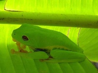 image of tree_frog #32