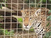 image of jaguar_car