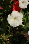 image of petunia #25