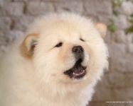 image of chow