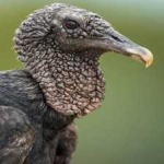 image of bird