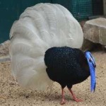 image of bird