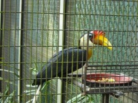image of hornbill