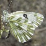image of animal