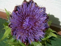 image of artichoke_flower #27