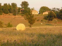 image of hay