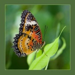 image of lacewing