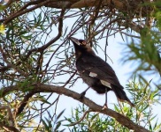 image of magpie