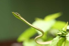 image of vine_snake #12