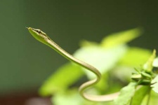 image of vine_snake
