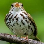 image of bird