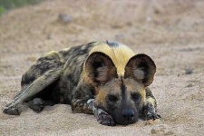 image of african_hunting_dog