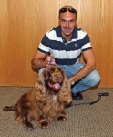 image of sussex_spaniel