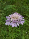image of flower