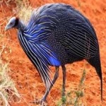 image of bird