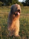 image of briard