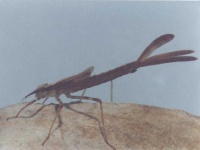 image of damselfly