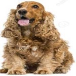image of animal