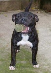 image of staffordshire_bullterrier #12