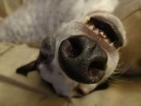 image of dog_nose