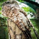 image of bird