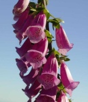 image of flower