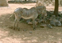 image of zebra