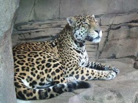 image of jaguar_car