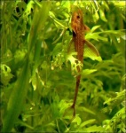 image of whiptail