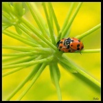 image of ladybug