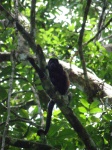 image of howler_monkey