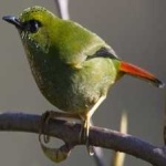 image of bird