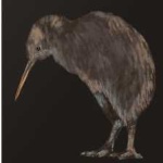 image of bird_kiwi #118