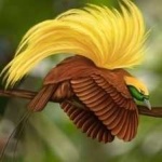 image of bird