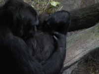 image of gorilla