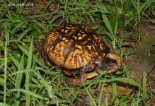 image of box_turtle