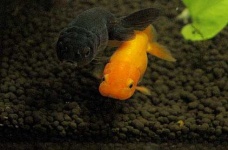 image of goldfish